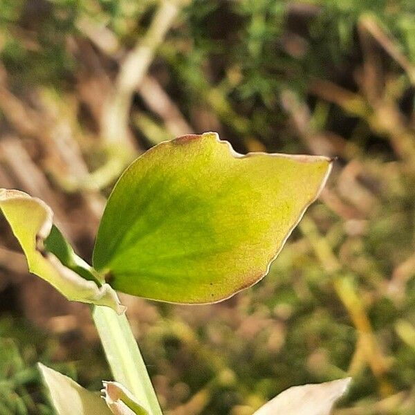 Lathyrus tingitanus Hoja