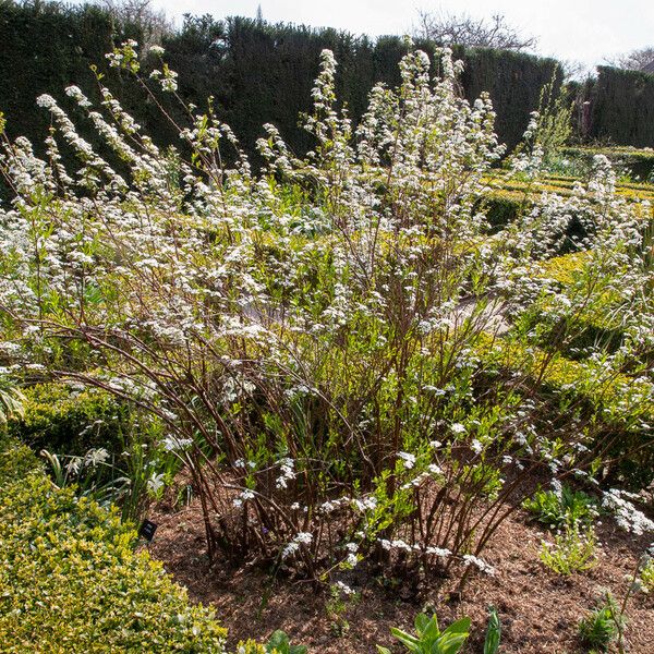 Spiraea thunbergii Habitatea