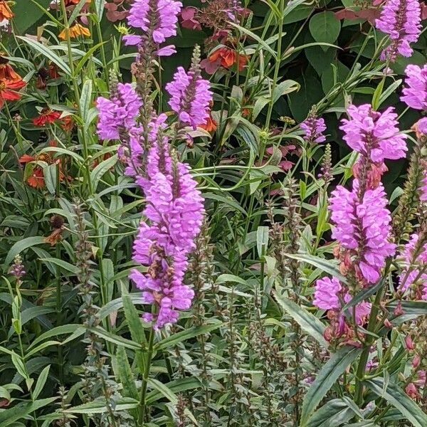 Physostegia virginiana Flower