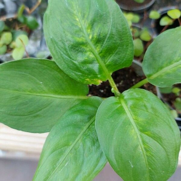 Dieffenbachia oerstedii Leaf