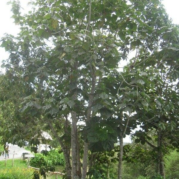 Dombeya pilosa Агульны выгляд