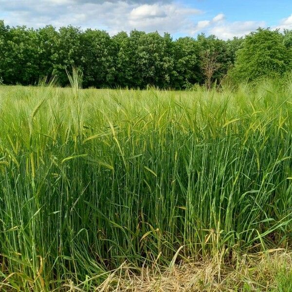 Hordeum vulgare عادت داشتن