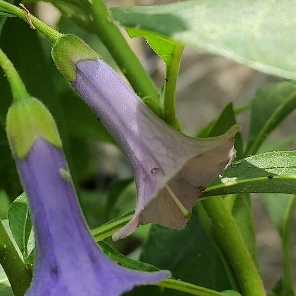 Eriolarynx australis Blüte