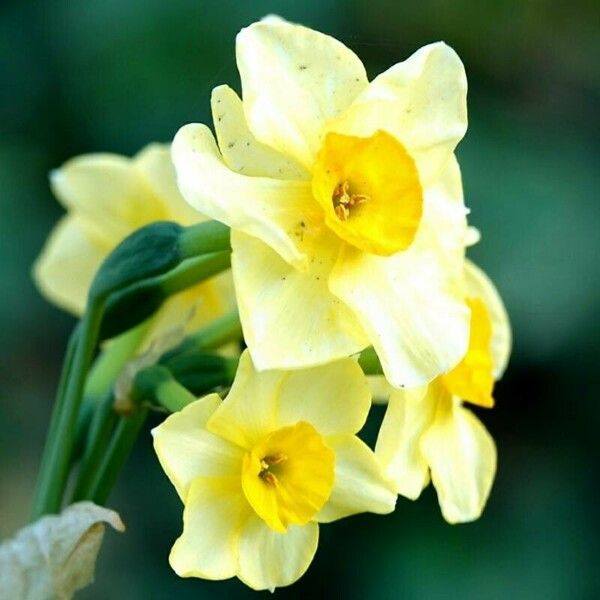 Narcissus jonquilla Kukka