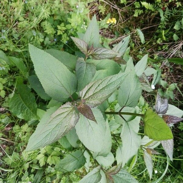 Scrophularia nodosa Blad