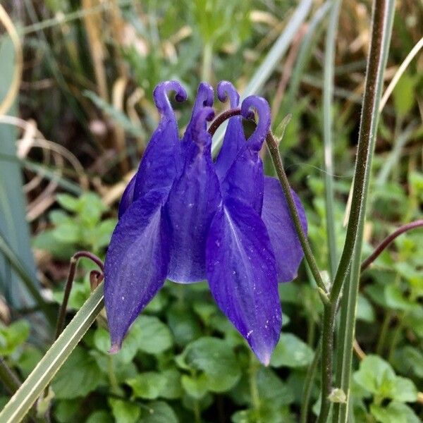 Aquilegia vulgaris Квітка