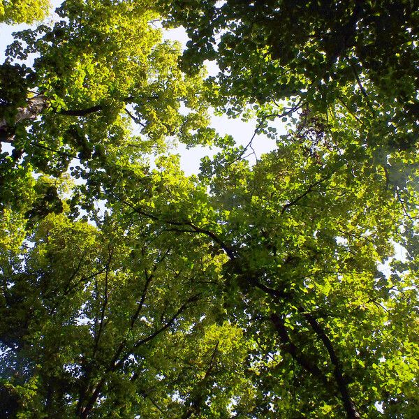 Tilia platyphyllos Habit