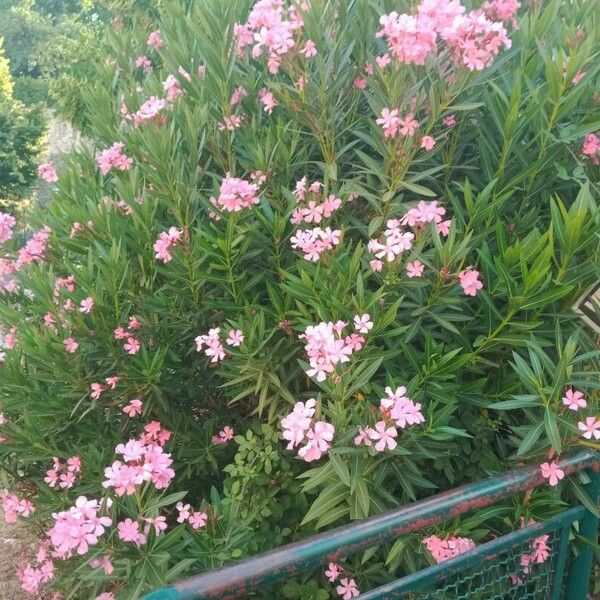 Nerium oleander Flower