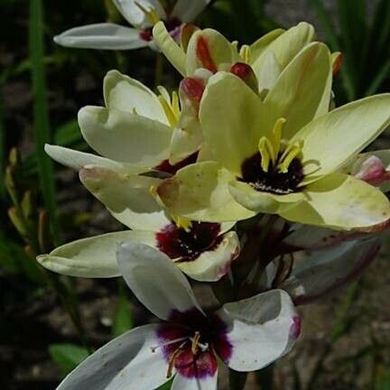 Ixia maculata Blomst