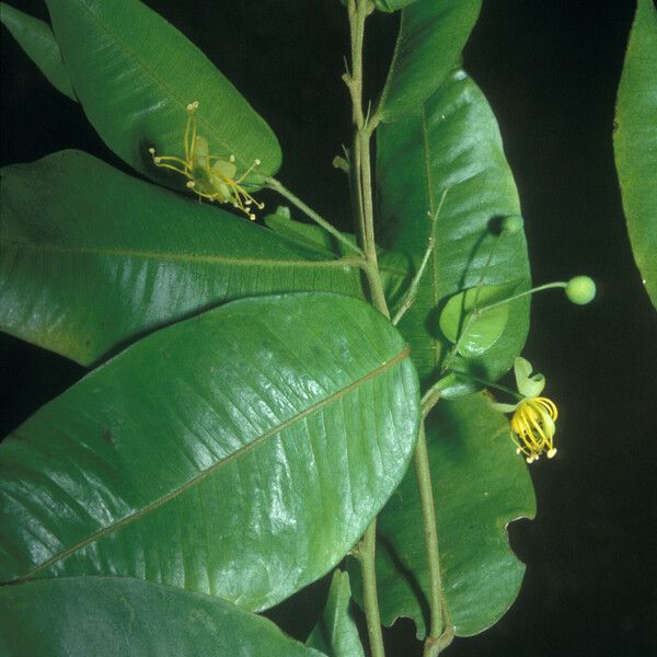 Swartzia arborescens Fleur