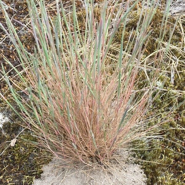 Corynephorus canescens Blatt