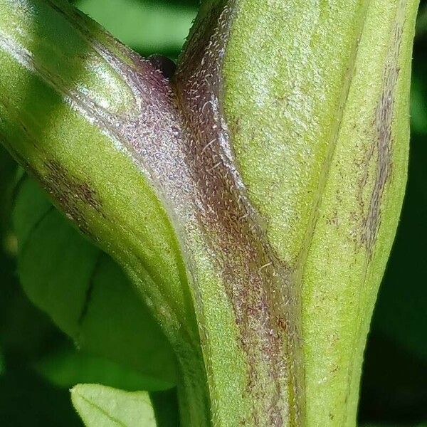 Physalis philadelphica Кора