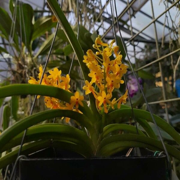 Vanda miniata Õis