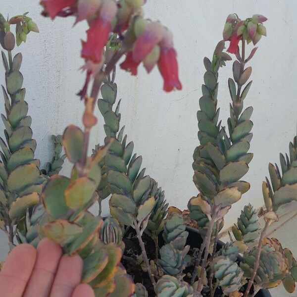 Kalanchoe marnieriana Leaf