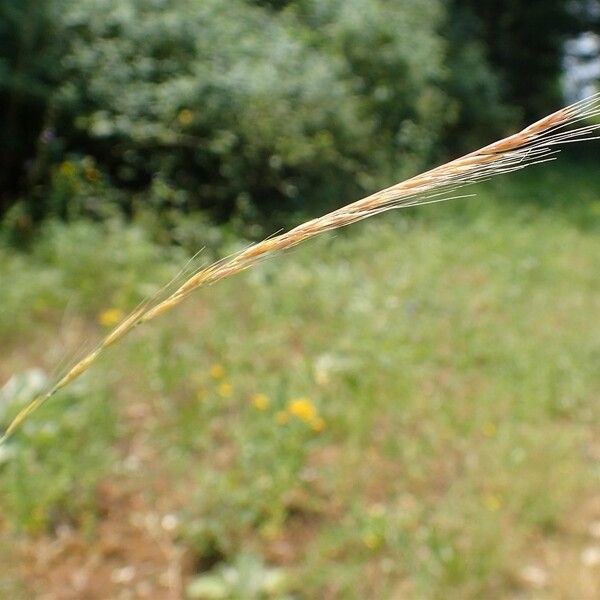 Festuca myuros Frukto