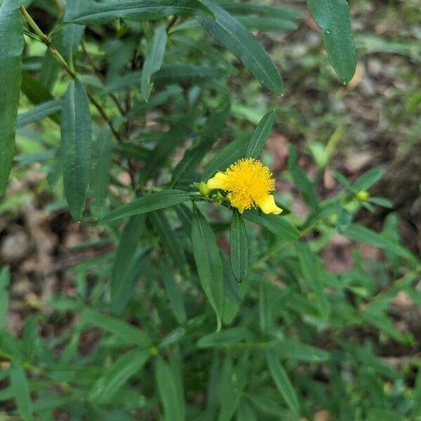 Hypericum prolificum Цвят