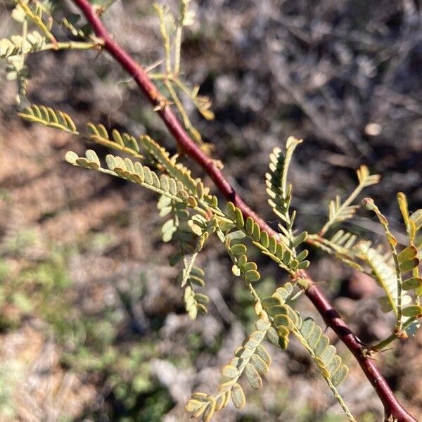 Prosopis velutina पत्ता