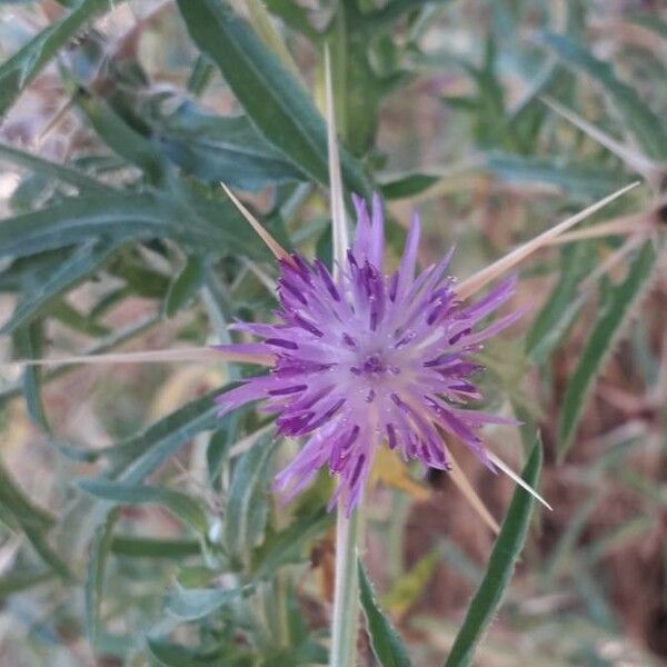 Centaurea calcitrapa Λουλούδι