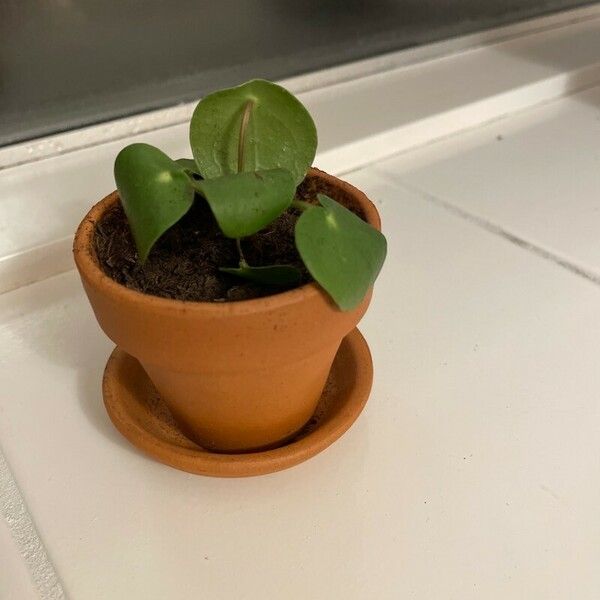 Pilea peperomioides Levél