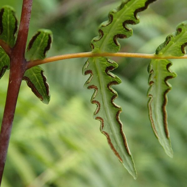 Histiopteris incisa Leaf