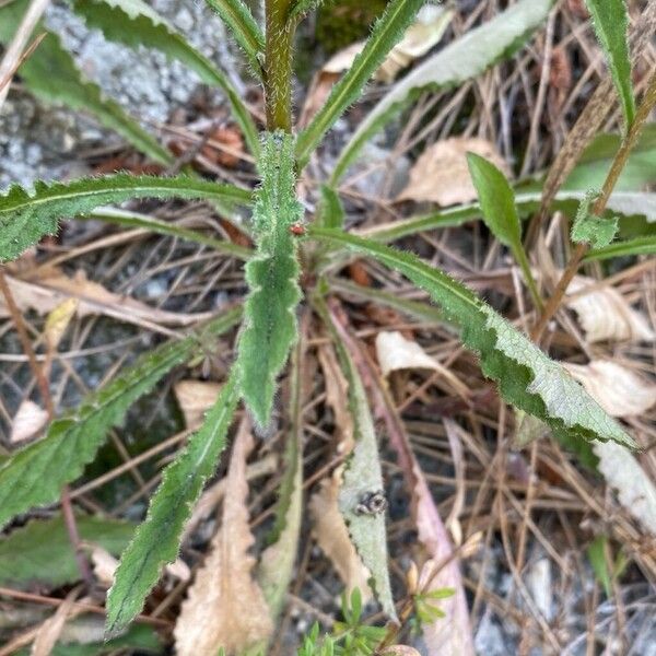 Campanula sibirica Leaf