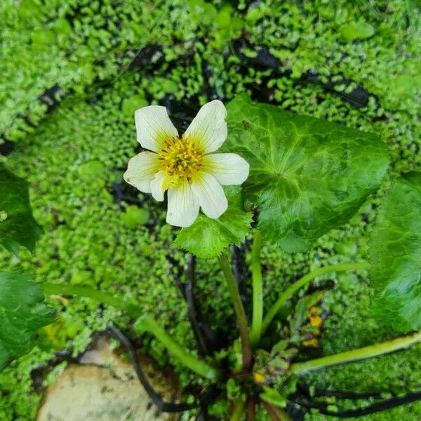 Caltha leptosepala Flower