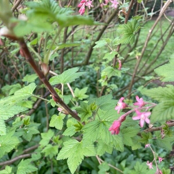 Ribes sanguineum Natur