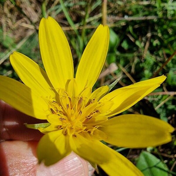 Tragopogon orientalis Flor