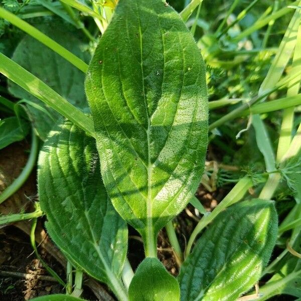 Echium plantagineum Leaf