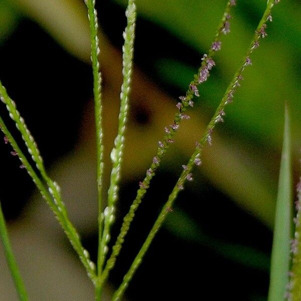 Digitaria violascens Bark