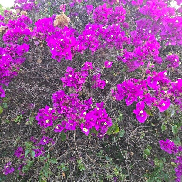 Bougainvillea glabra Květ