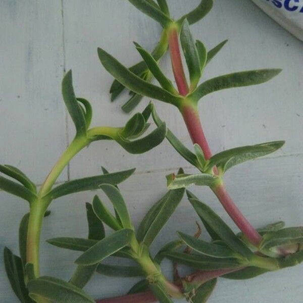 Soda inermis