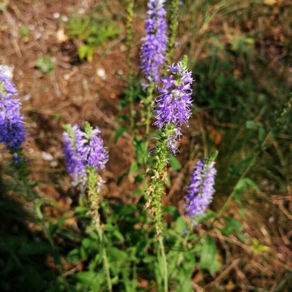 Veronica spicata Цвят