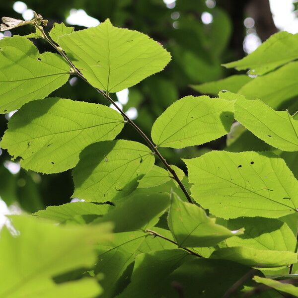 Luehea speciosa Blad