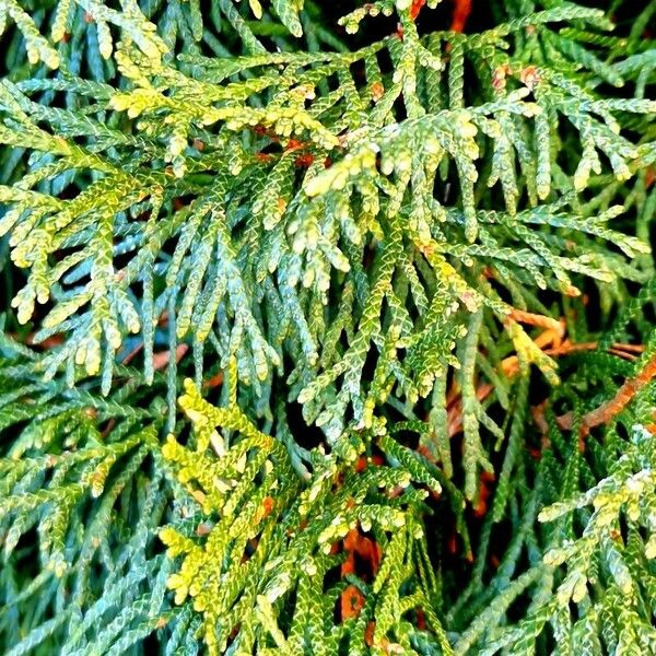 Thuja occidentalis Leaf