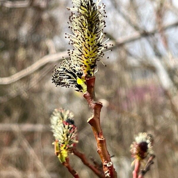 Salix gracilistyla Flor