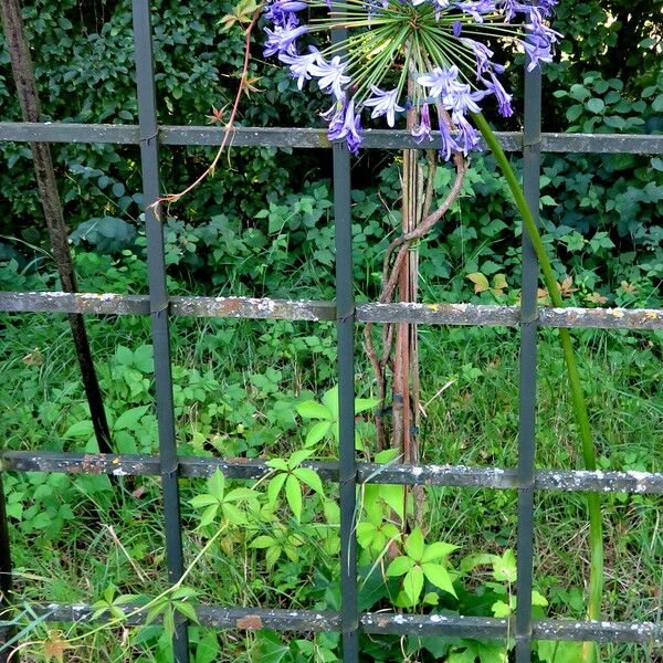 Agapanthus africanus ശീലം