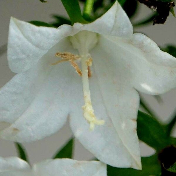 Campanula carpatica Flor