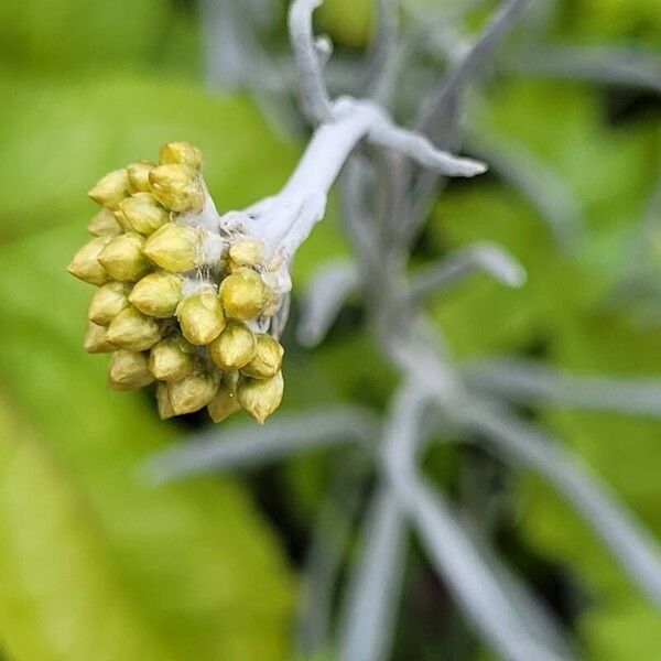 Pseudognaphalium luteoalbum Flor