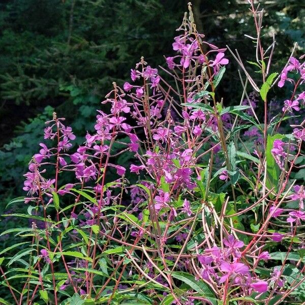 Epilobium angustifolium Blüte