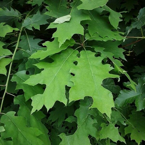 Quercus velutina Листок