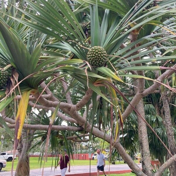 Pandanus utilis Лист