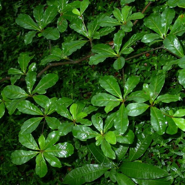Buchenavia tetraphylla 葉
