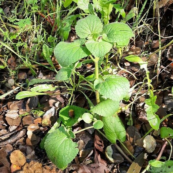 Stachys alpina Habit