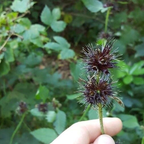 Galeopsis tetrahit Frukt