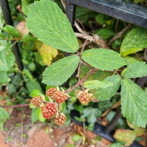 Rubus elegantispinosus عادت داشتن