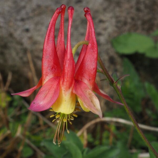 Aquilegia canadensis Fiore