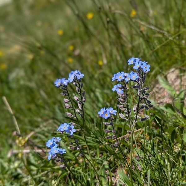 Myosotis alpestris Habit