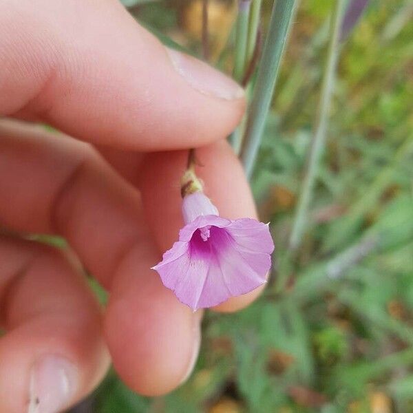 Ipomoea triloba Λουλούδι