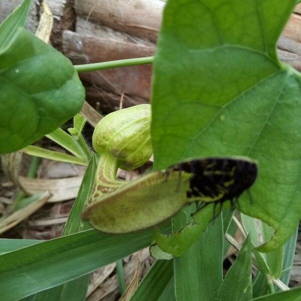 Aristolochia pilosa Bloem